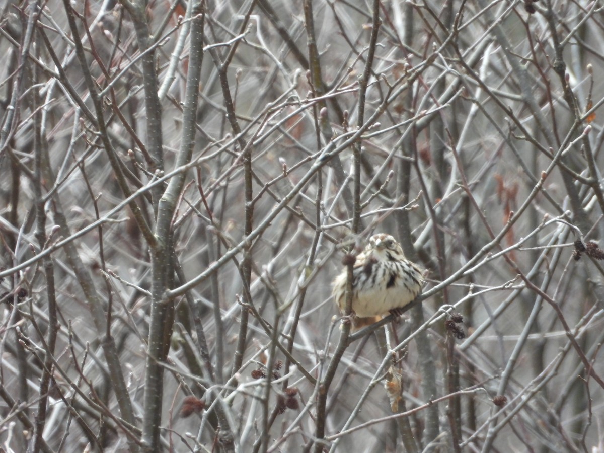 Song Sparrow - Denis Provencher COHL