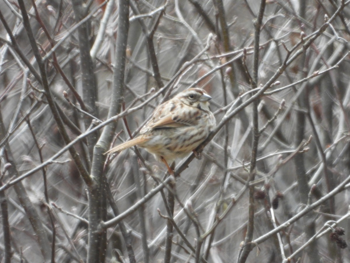 Song Sparrow - Denis Provencher COHL