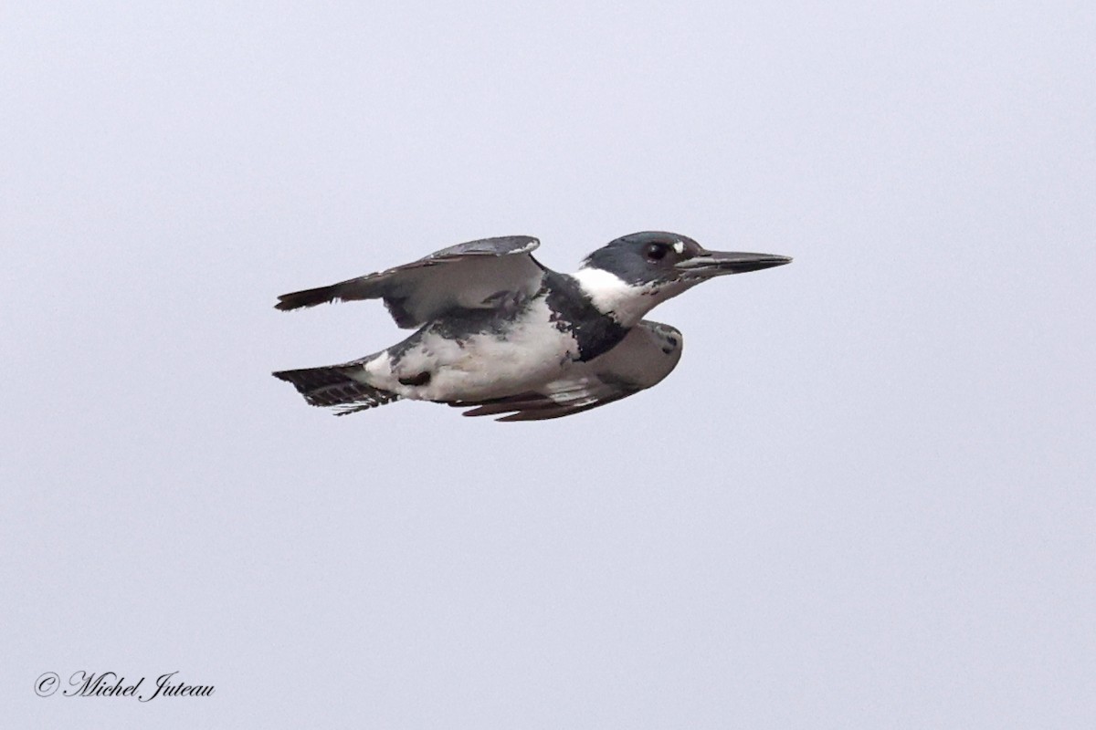 Belted Kingfisher - ML618161326
