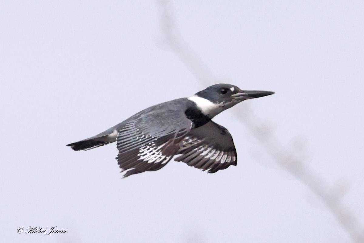 Belted Kingfisher - ML618161327