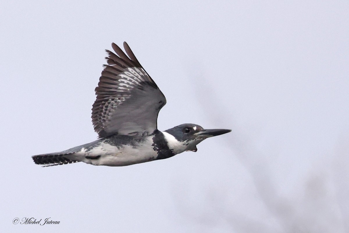 Belted Kingfisher - ML618161328