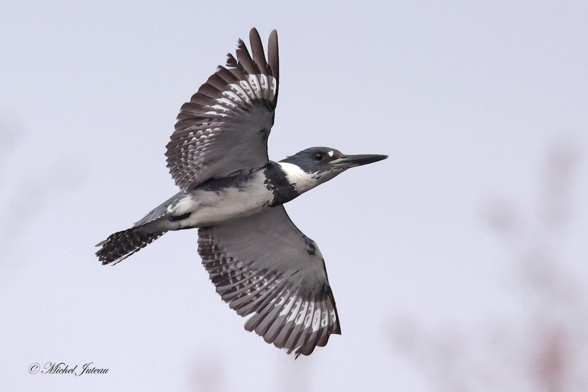 Belted Kingfisher - ML618161329