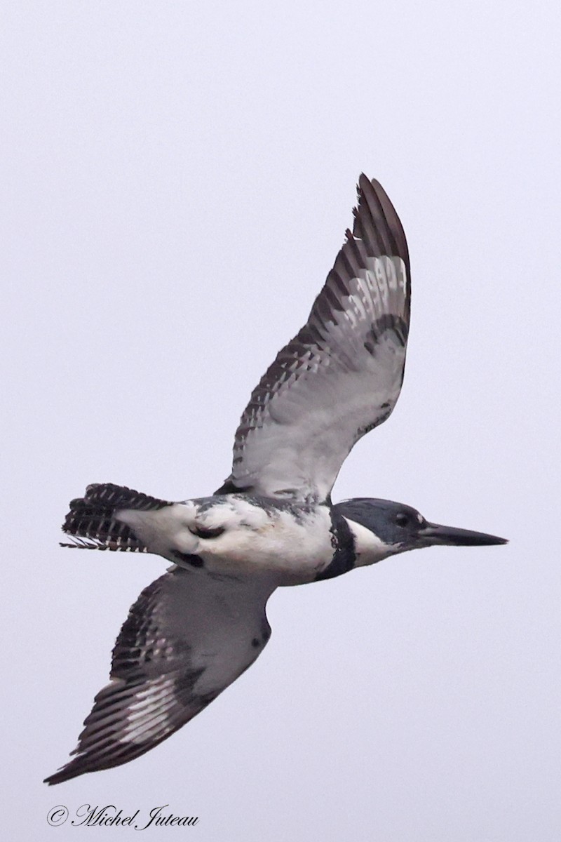 Belted Kingfisher - ML618161331