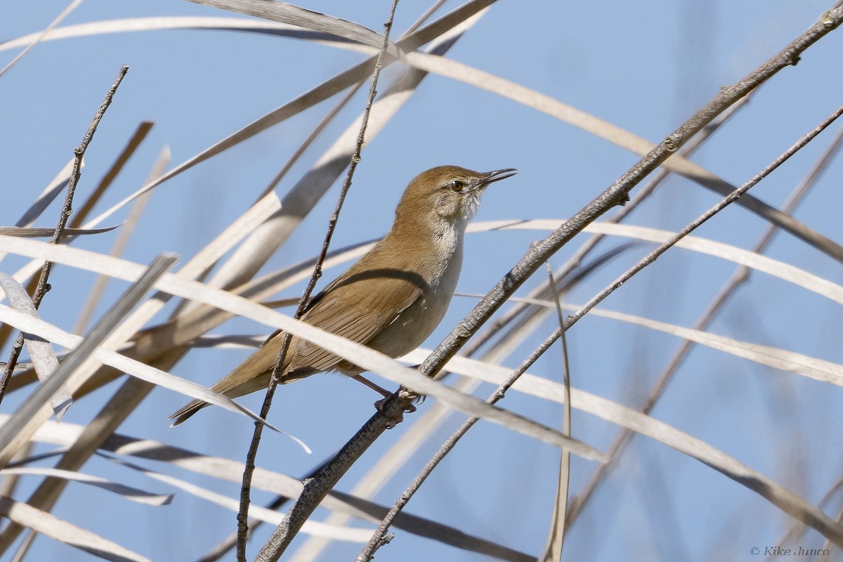 Savi's Warbler - Kike Junco