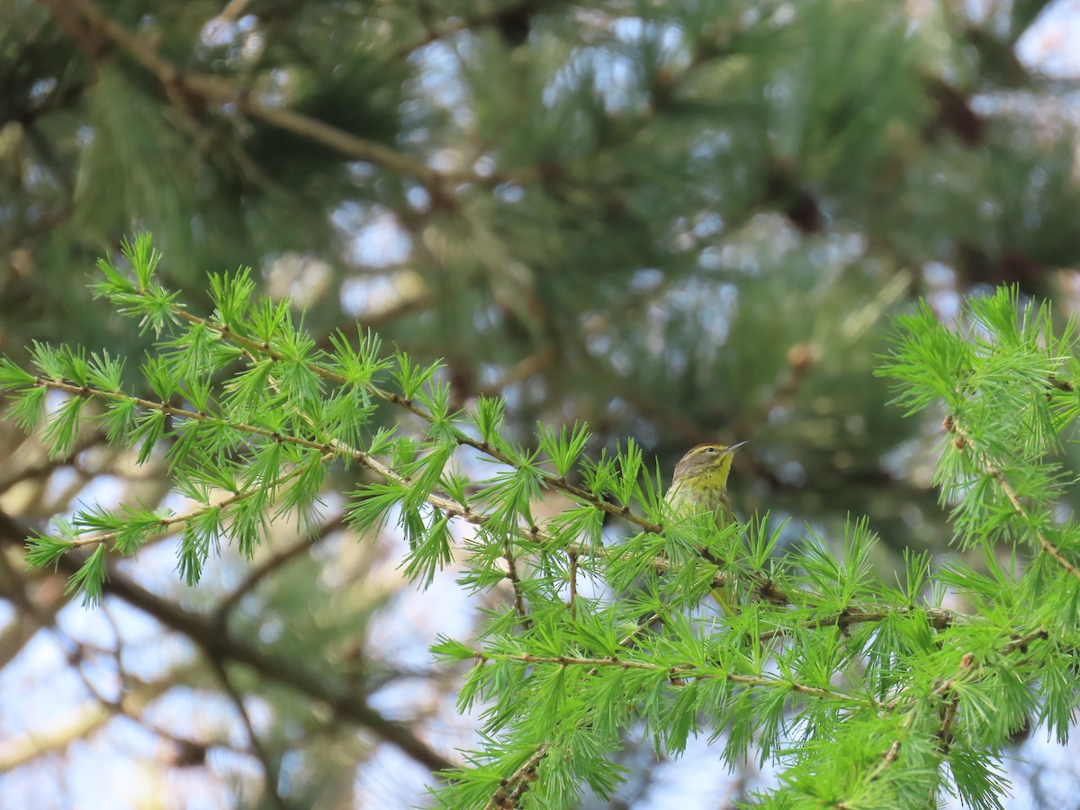 Palm Warbler - ML618161342