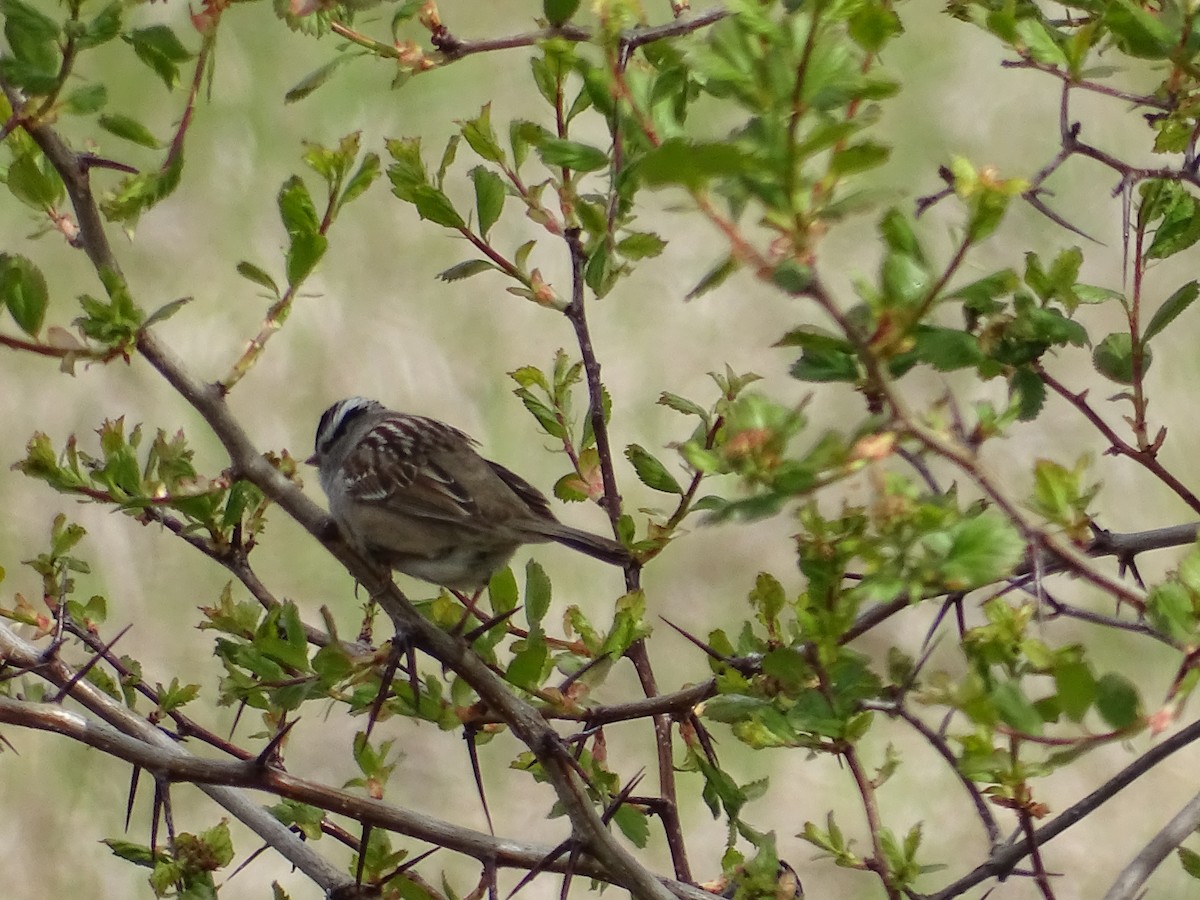 White-crowned Sparrow - Jim Walton