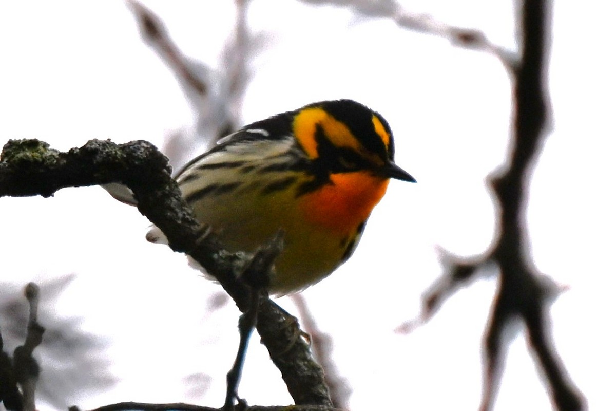 Blackburnian Warbler - ML618161382