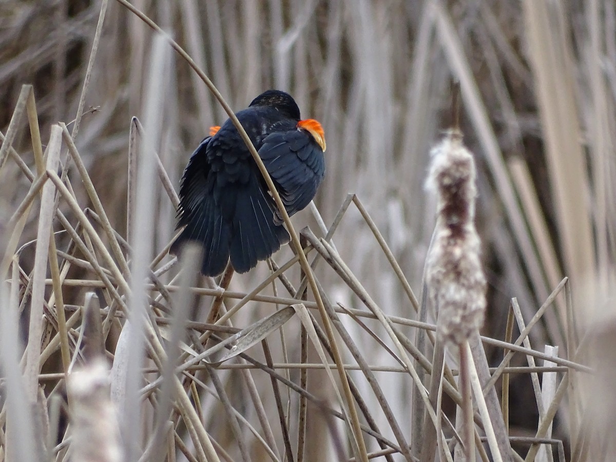 Red-winged Blackbird - Jim Walton