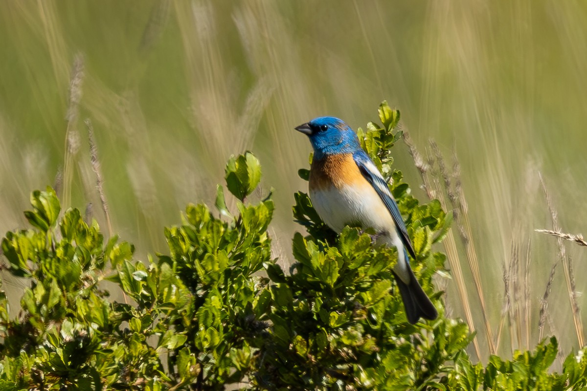 Lazuli Bunting - Roger Adamson