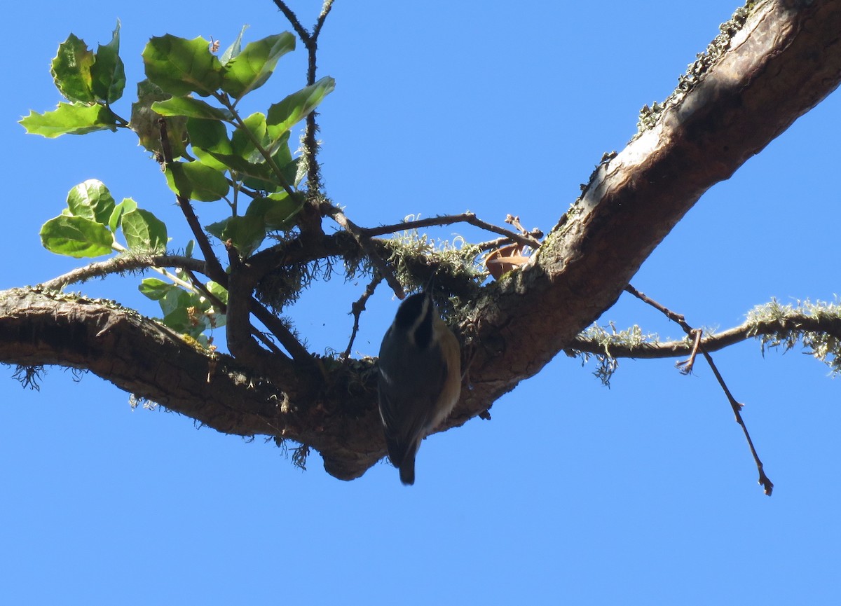 Red-breasted Nuthatch - David Mostardi