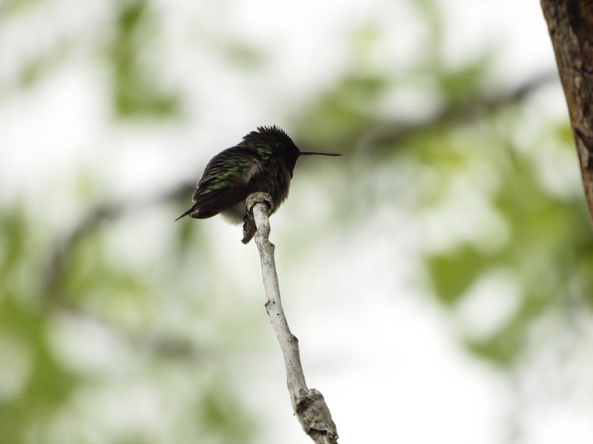 Ruby-throated Hummingbird - Dan Meyer