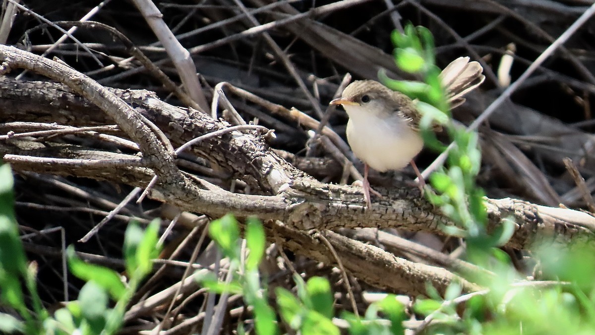 Graceful Prinia - ML618161448