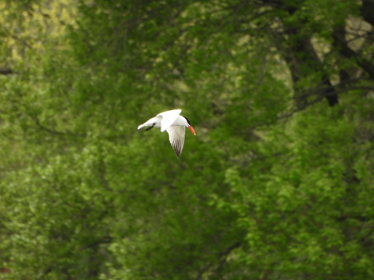 Caspian Tern - ML618161469