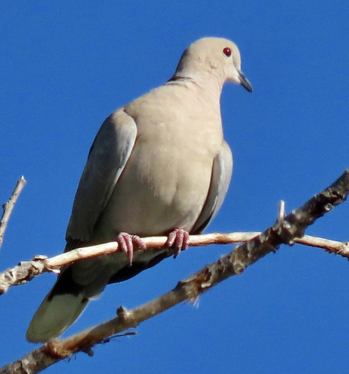 Eurasian Collared-Dove - Bob Zweigler