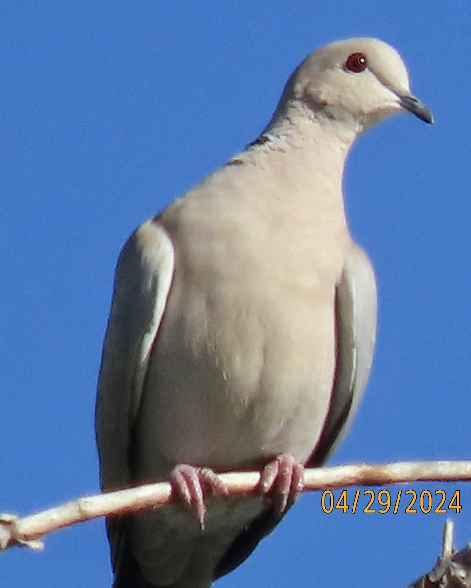 Eurasian Collared-Dove - Bob Zweigler