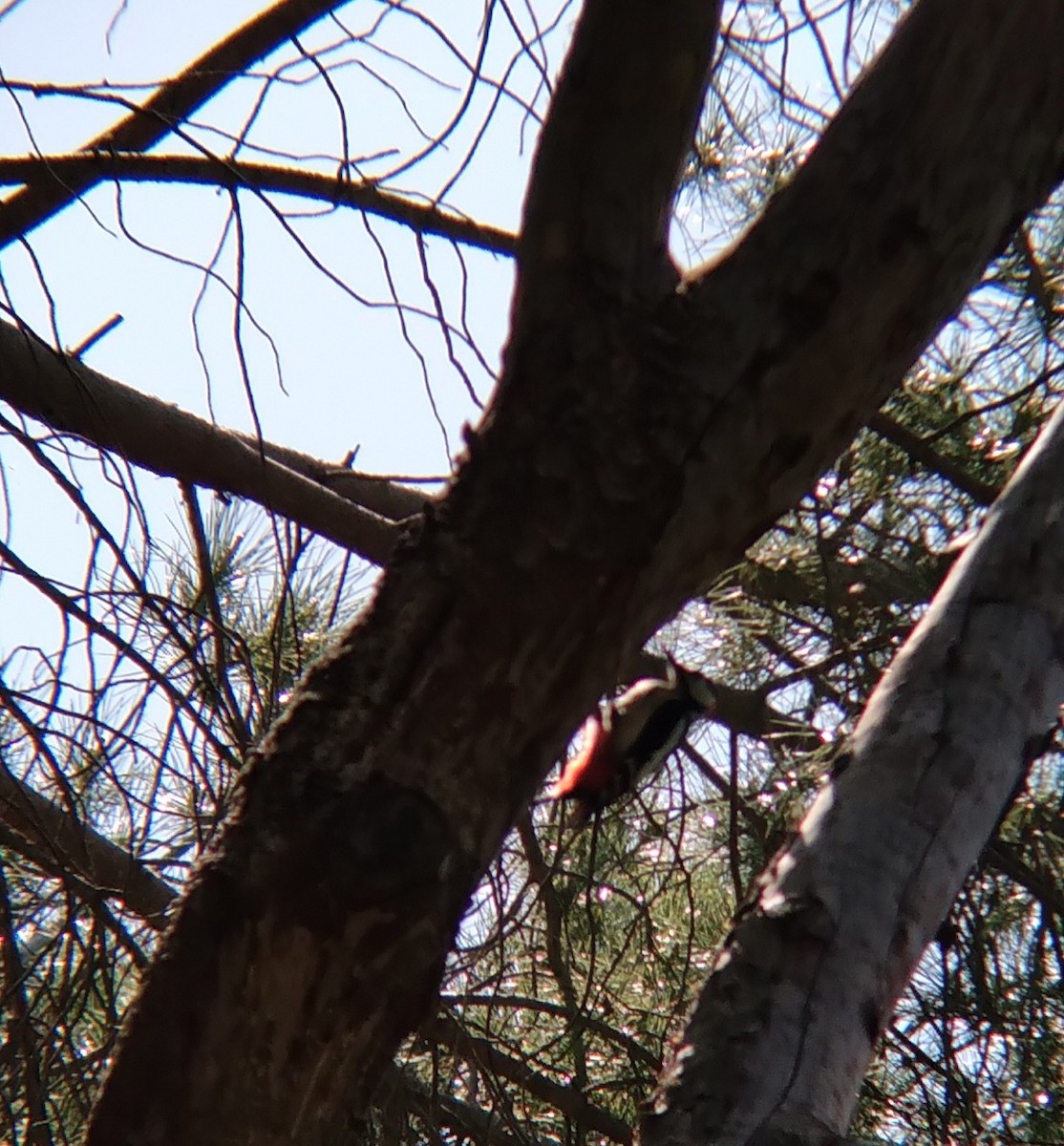 Great Spotted Woodpecker - Lucas Andrés Castellano