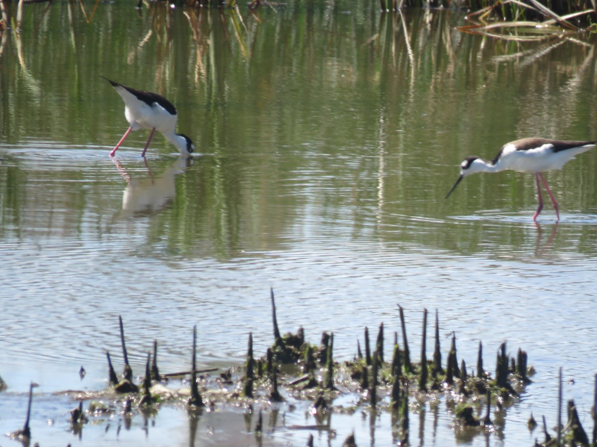 Black-necked Stilt - David Mostardi