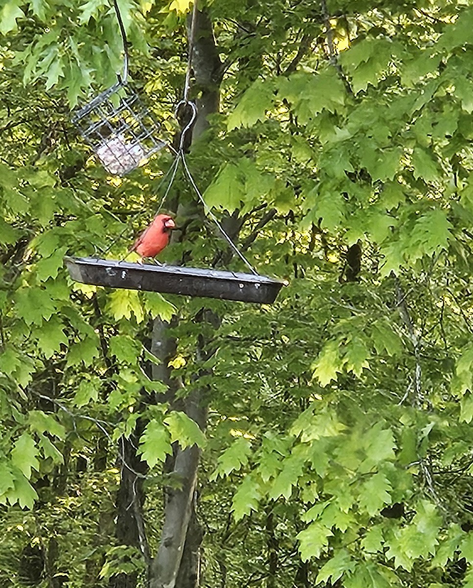 Northern Cardinal - Vickie Owens