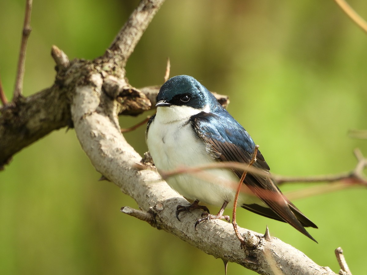 Tree Swallow - Dan Meyer