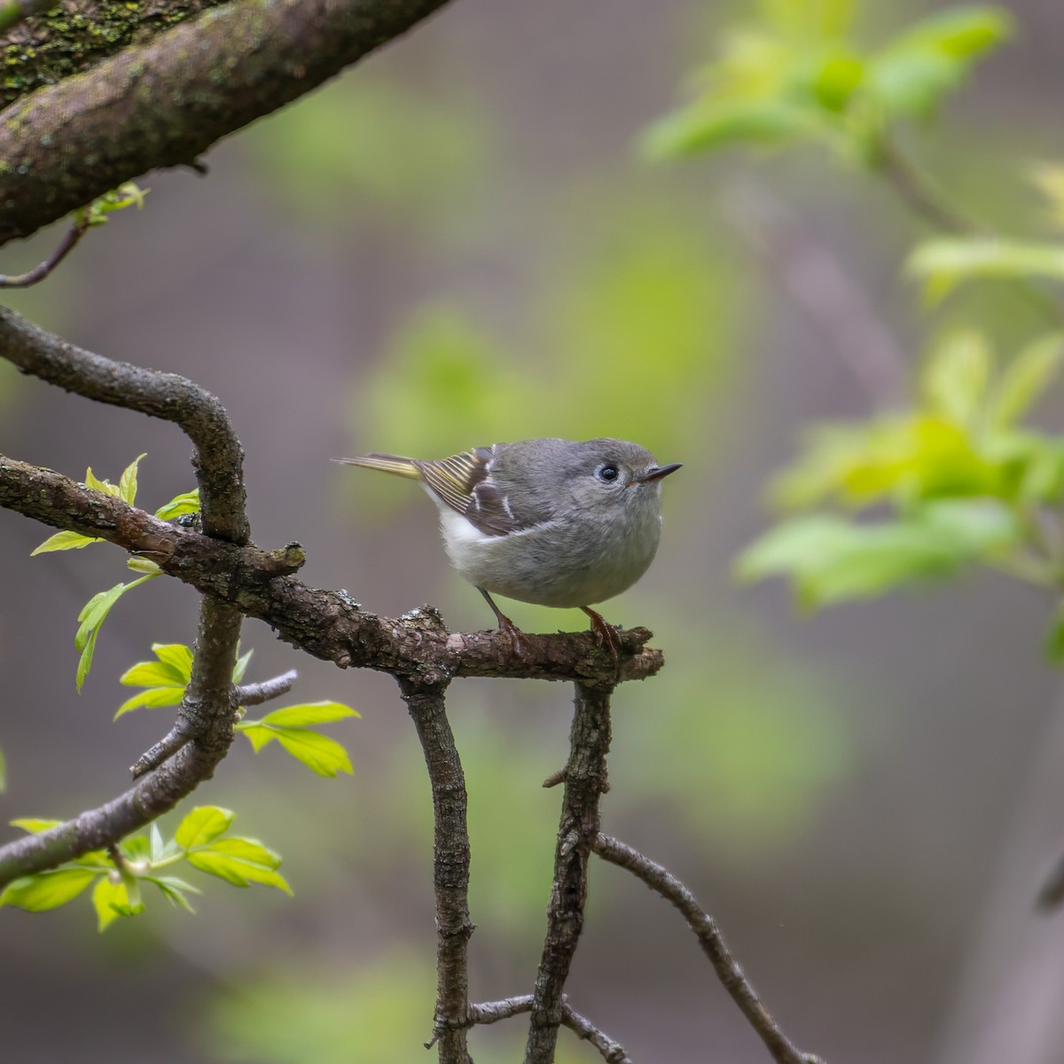 Ruby-crowned Kinglet - Alex G.