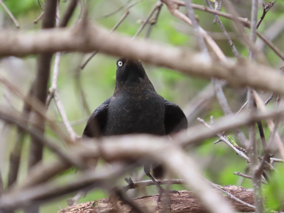 Rusty Blackbird - Debra Ferguson