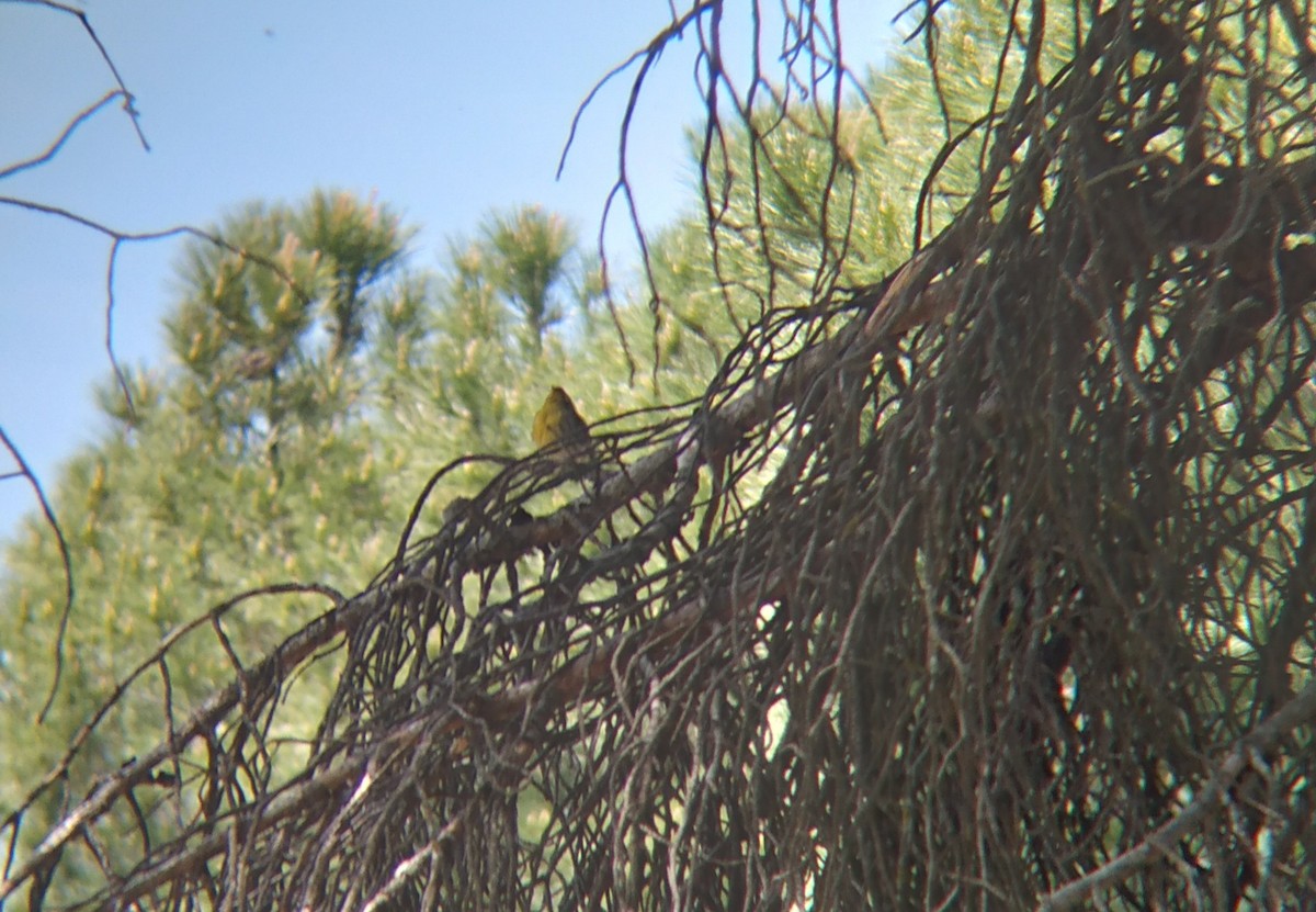 European Serin - ML618161596