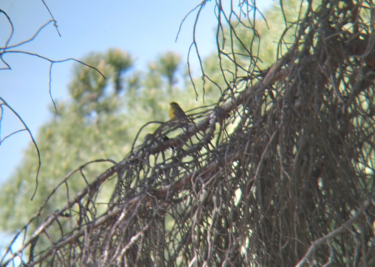 European Serin - ML618161597