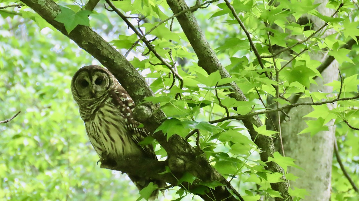 Barred Owl - ML618161606