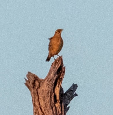 Kurrichane Thrush - Anne Tucker