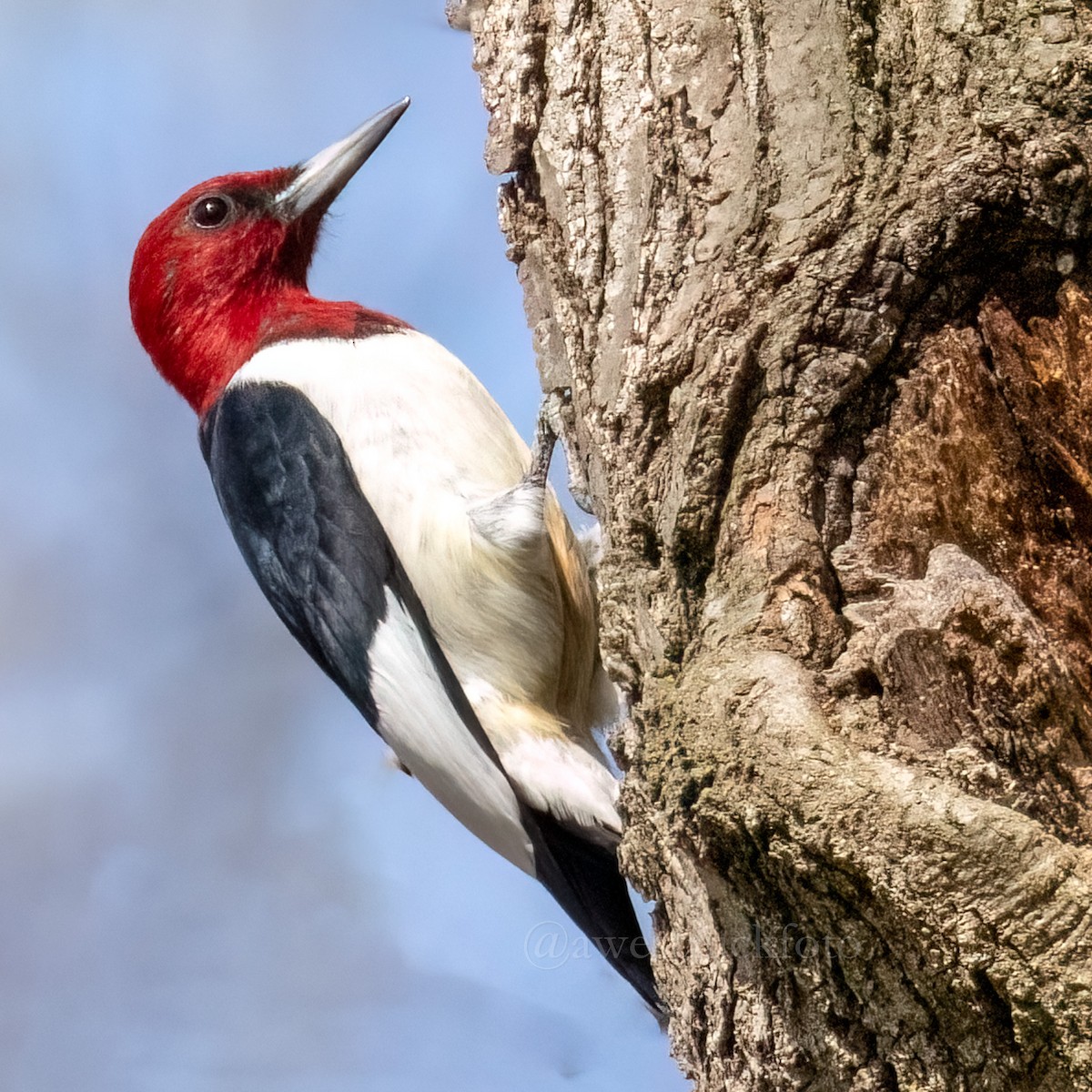 Red-headed Woodpecker - Mary Louise