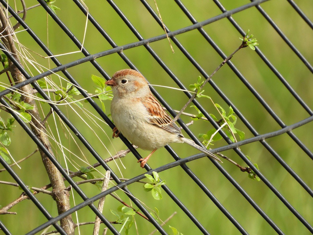 Field Sparrow - ML618161626