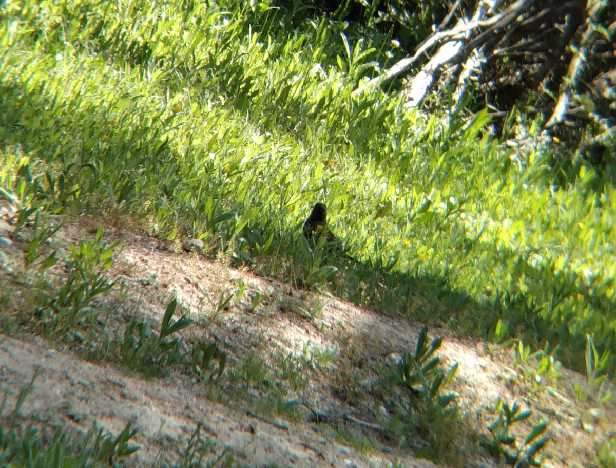 Spotless Starling - ML618161632