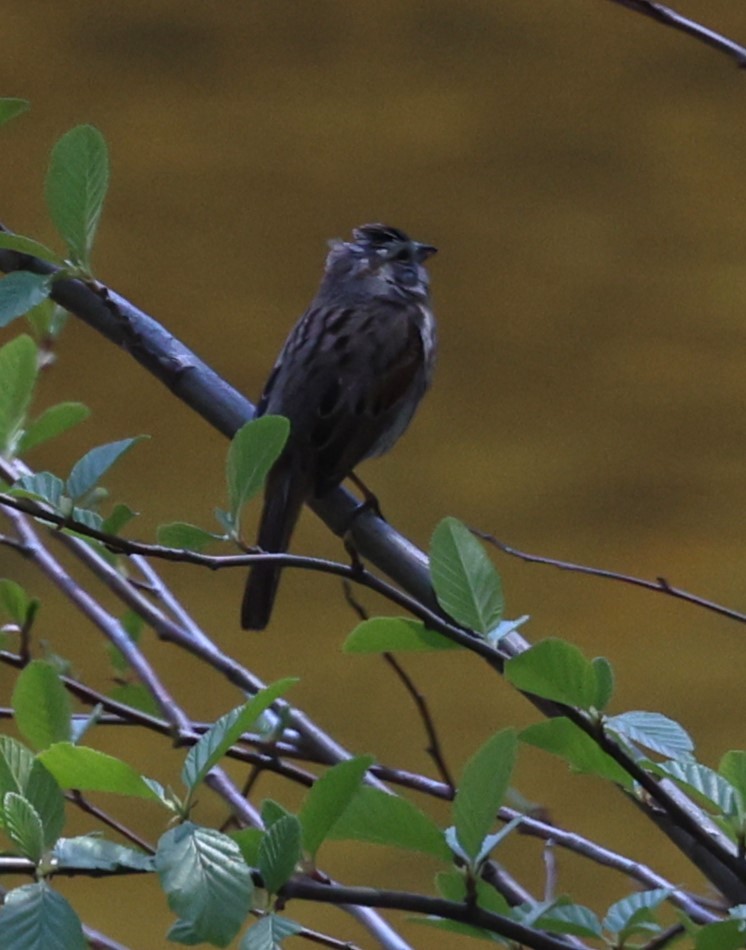 Song Sparrow - Jim Ross