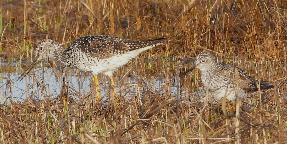 Lesser Yellowlegs - Philip Kyle