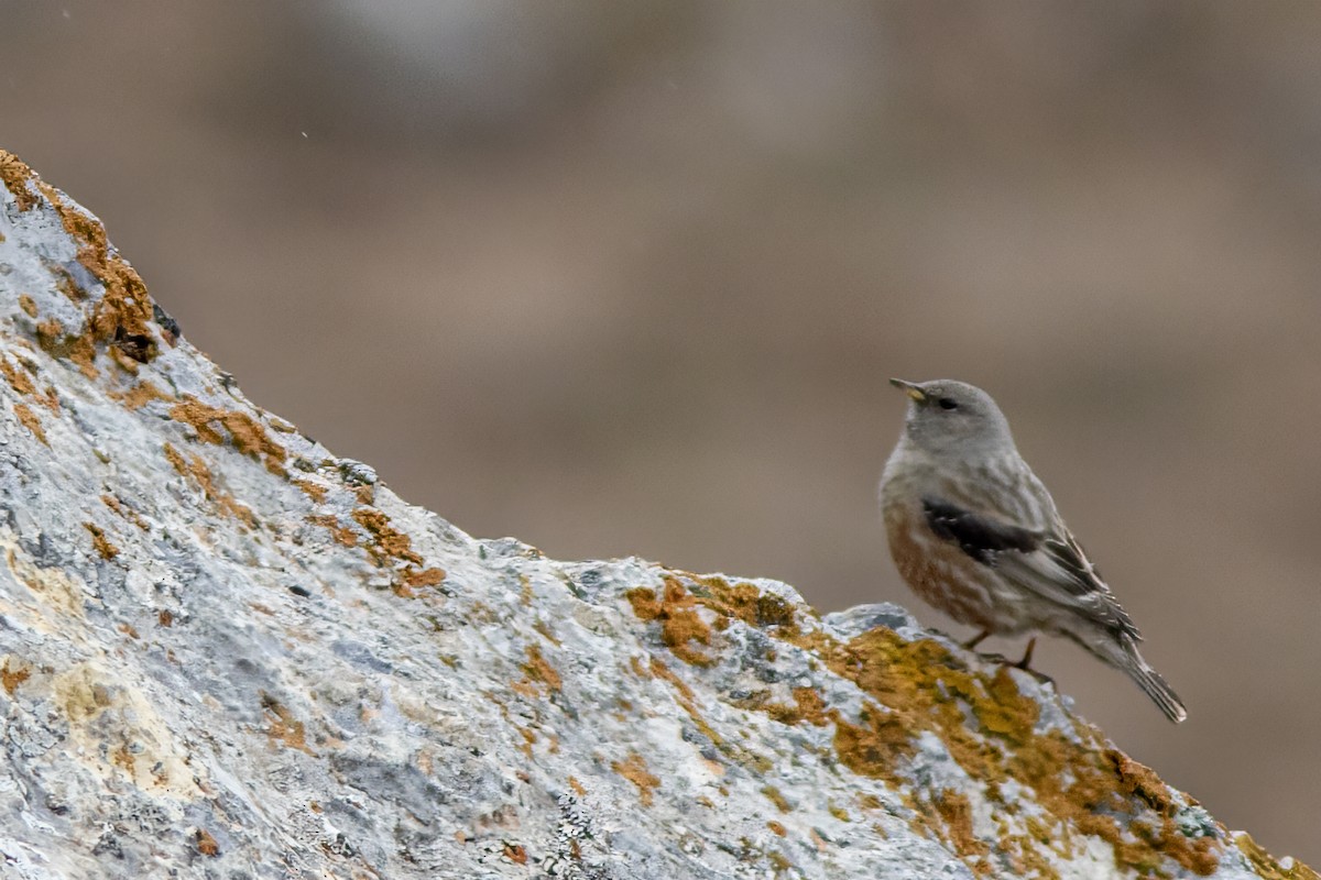 Alpine Accentor - ML618161662