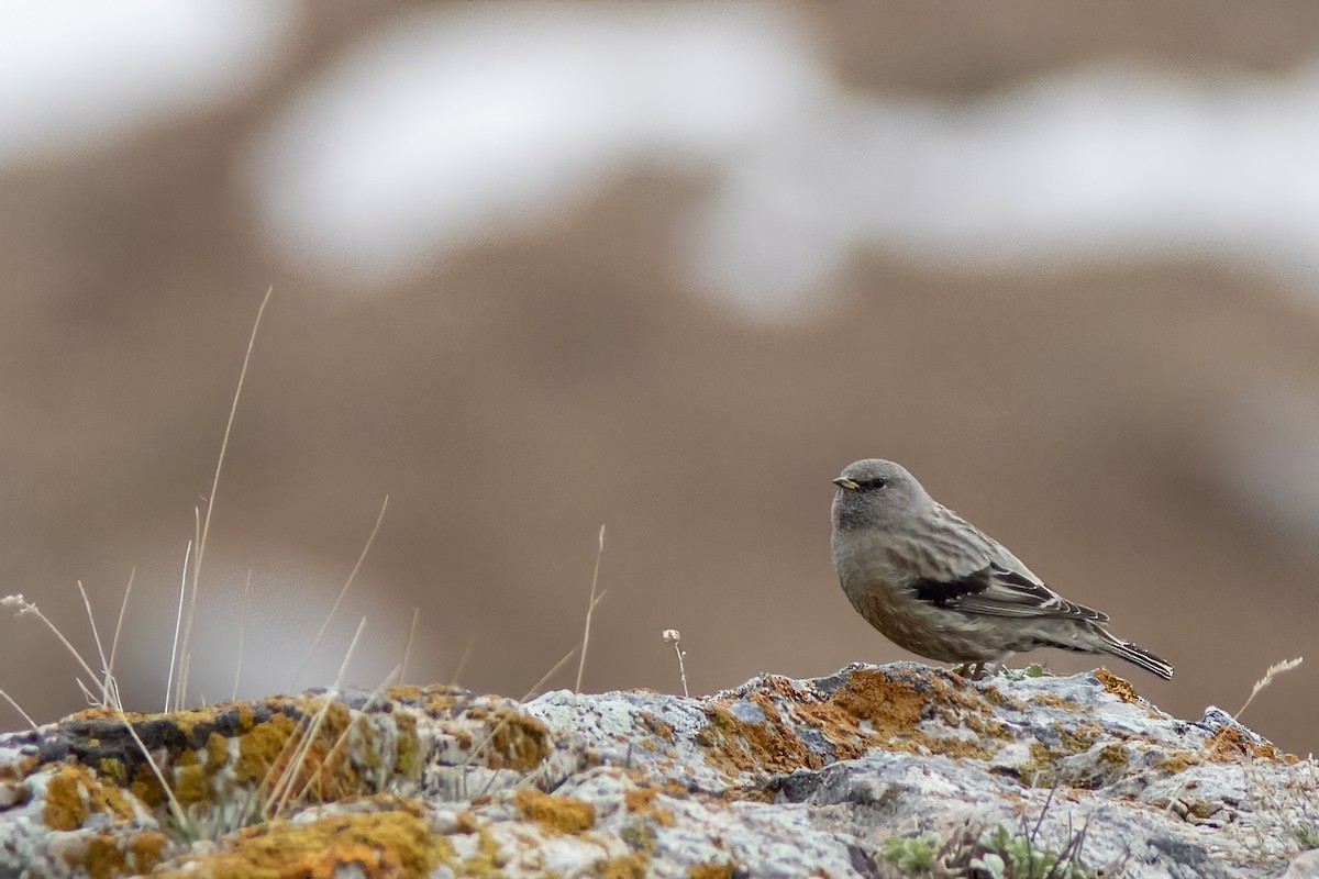 Alpine Accentor - Volkan Donbaloglu