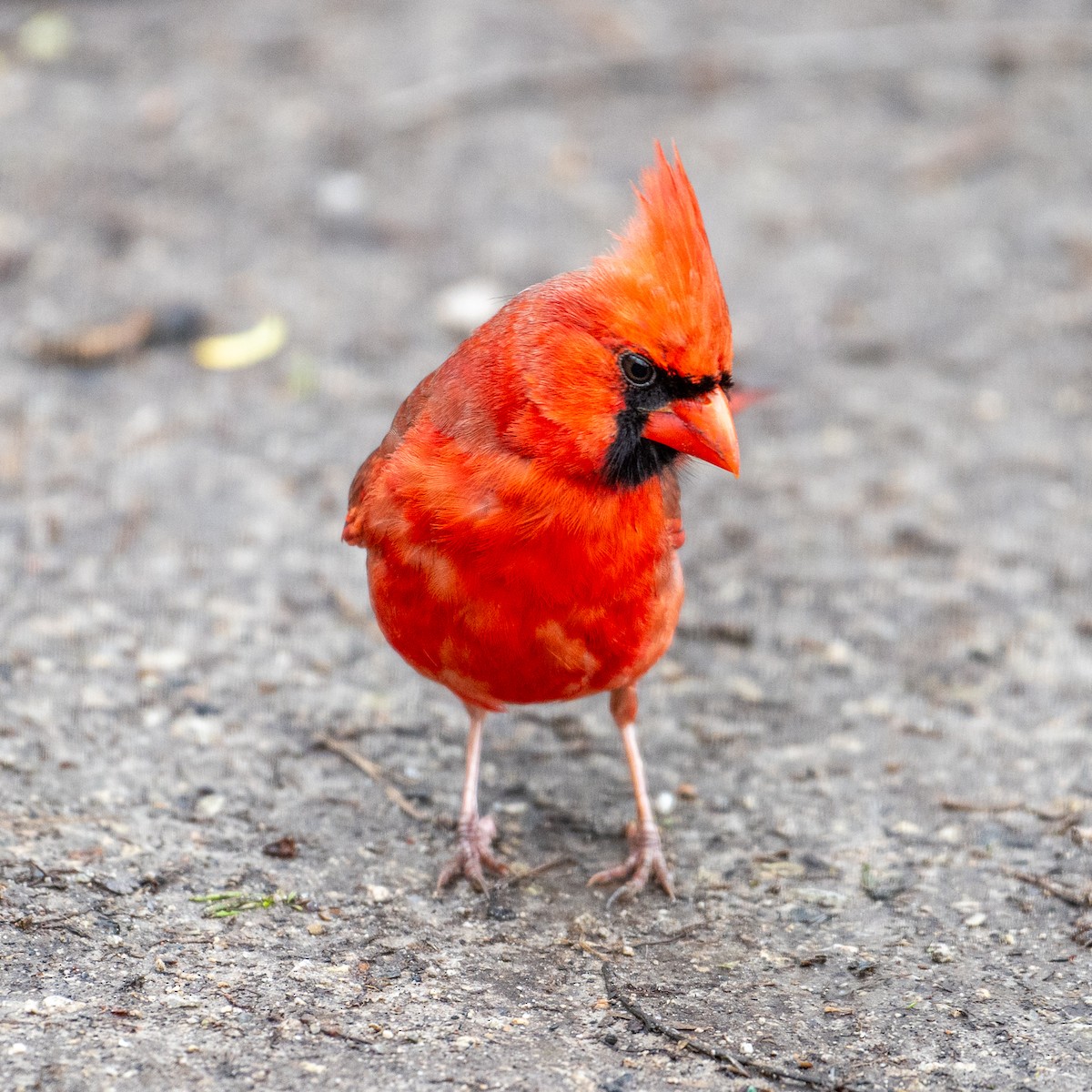 Northern Cardinal - Alex G.