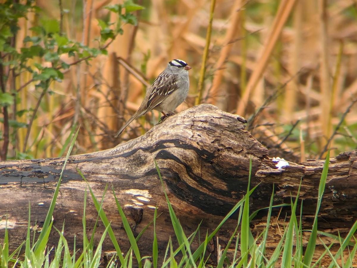 White-crowned Sparrow - ML618161673