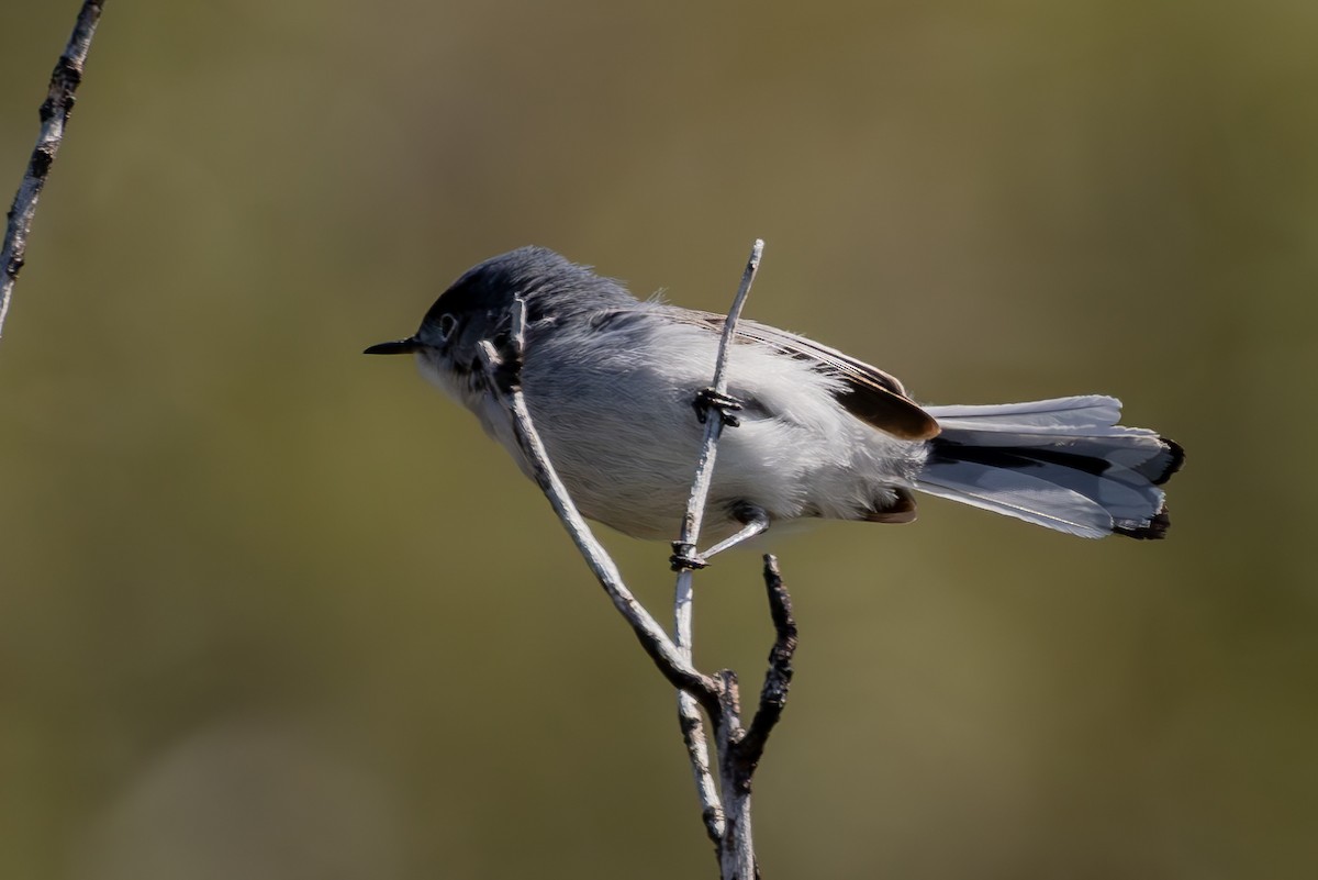 Blue-gray Gnatcatcher - ML618161679