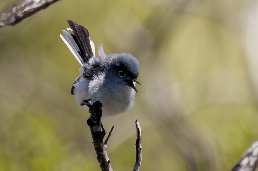 Blue-gray Gnatcatcher - Roger Adamson