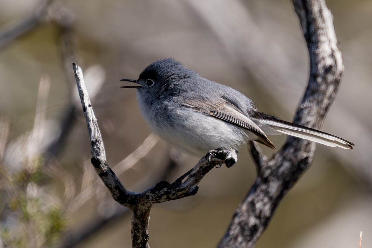 Blue-gray Gnatcatcher - ML618161681