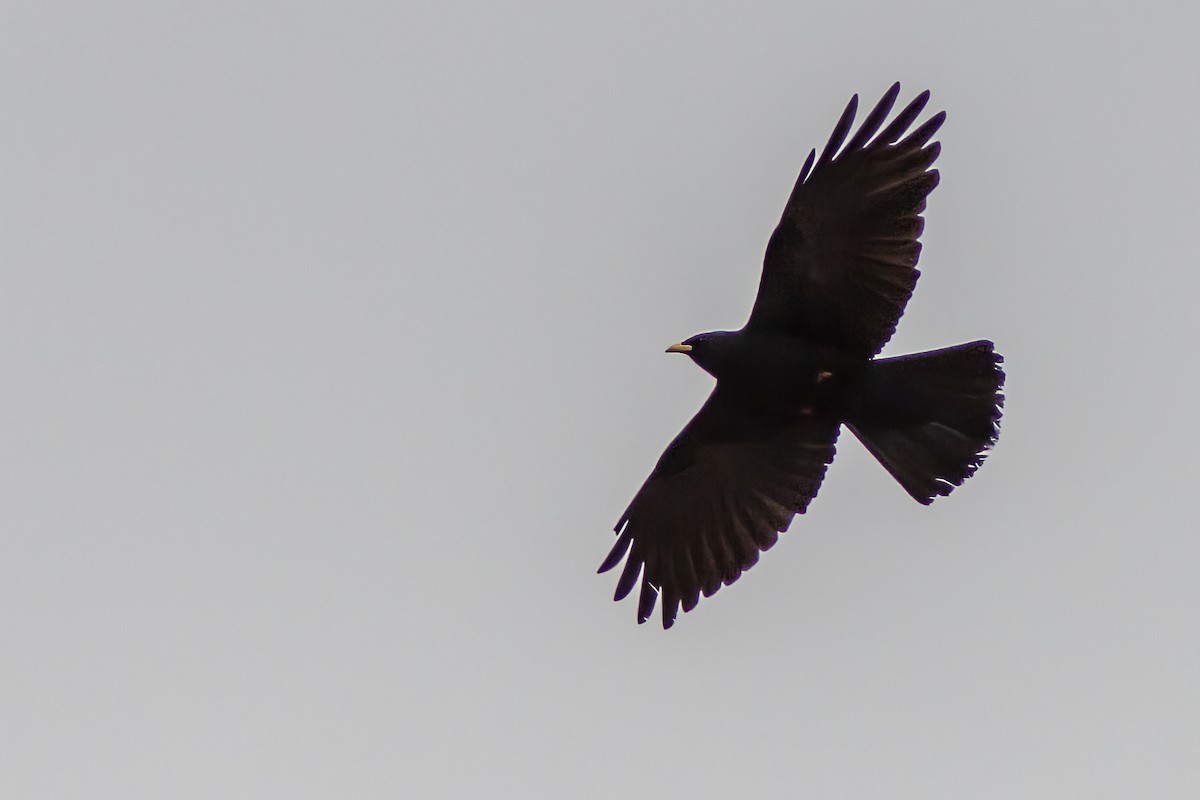 Yellow-billed Chough - ML618161684