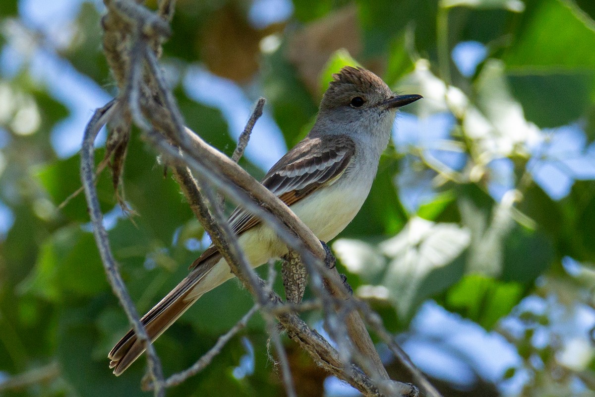 Ash-throated Flycatcher - ML618161703