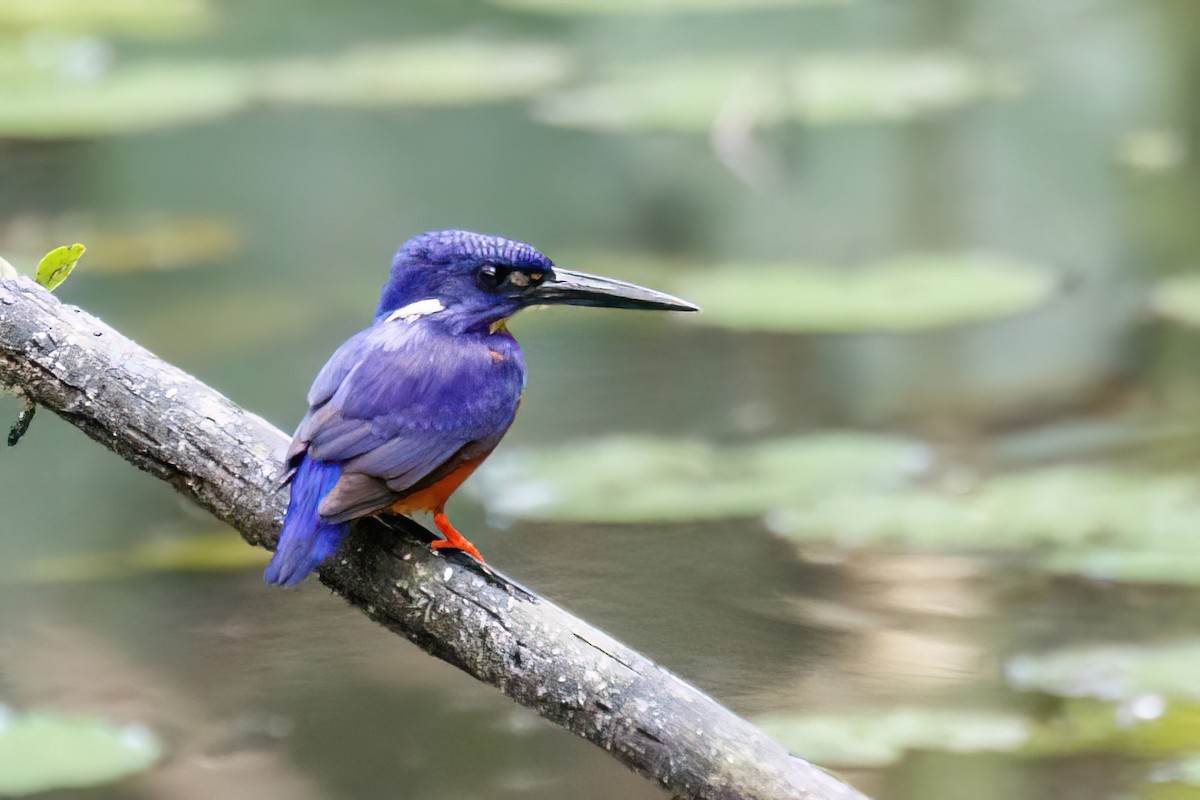 Shining-blue Kingfisher - ML618161705