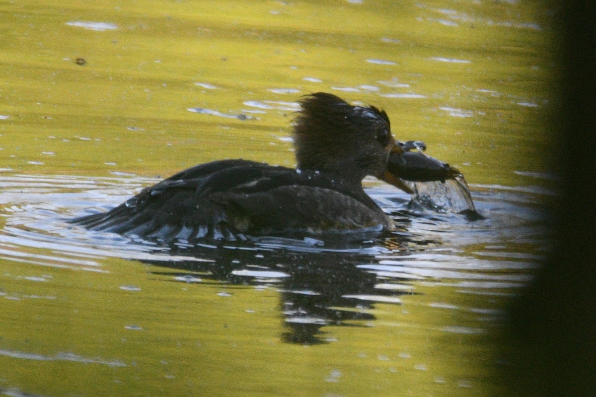 Hooded Merganser - Kevin Roback