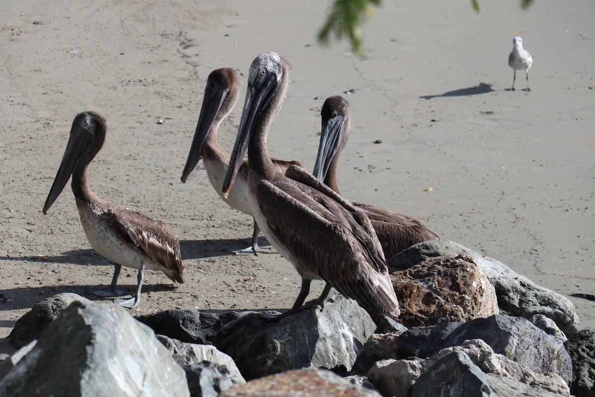 Brown Pelican - ML618161737