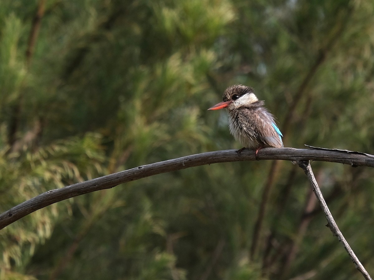 Striped Kingfisher - Olivier Flament