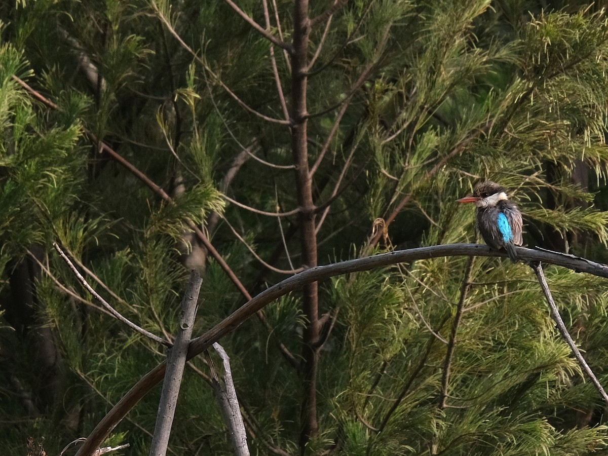 Striped Kingfisher - ML618161741