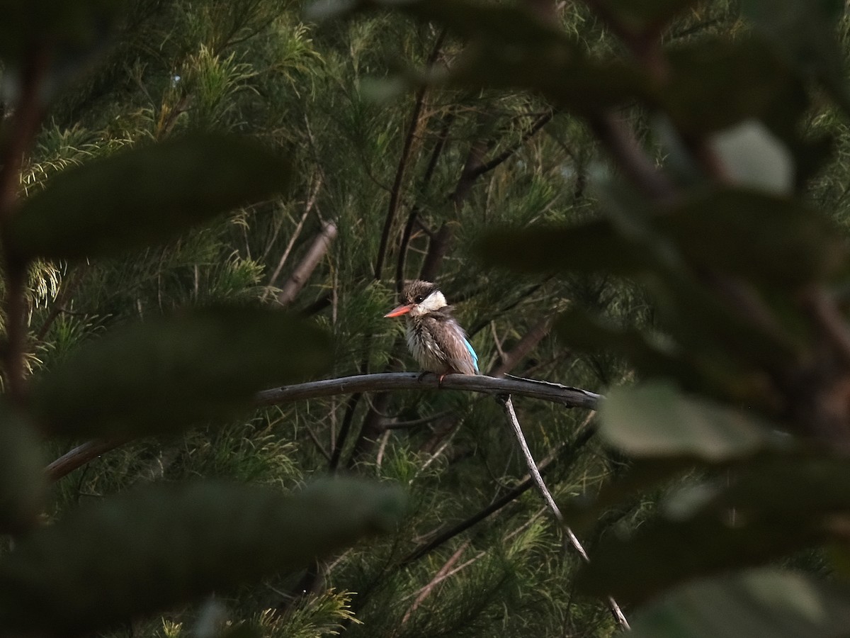 Striped Kingfisher - Olivier Flament