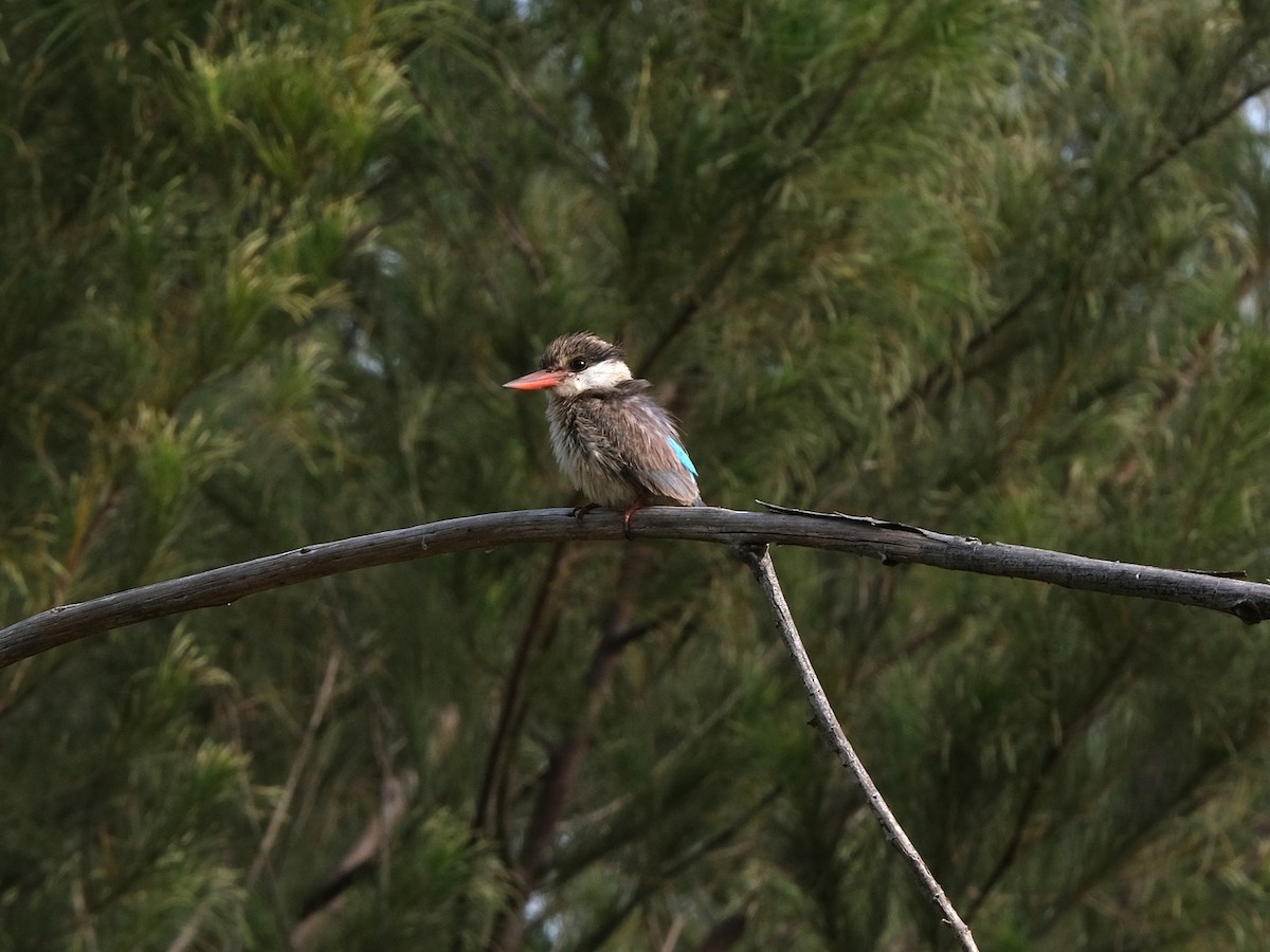 Striped Kingfisher - Olivier Flament